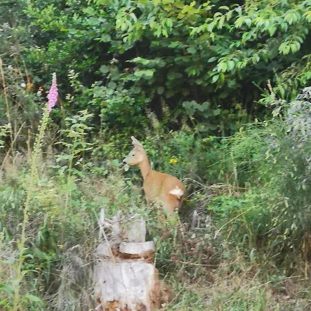Naehe Nationalpark Baiersbronn