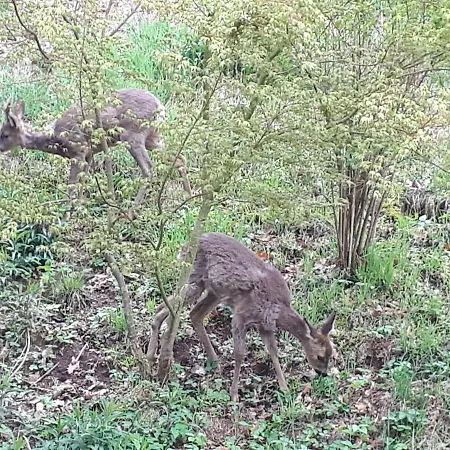 Naehe Nationalpark * Baiersbronn